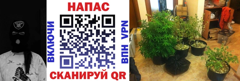сколько стоит  Петрозаводск  Канабис конопля 